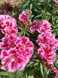 Monarch Mix Godetia Grandiflora Seeds – Organic, Heirloom, Non-GMO Flower Seeds