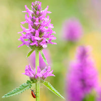 Stachys Flower Seeds – Heirloom, Non-GMO, Fuzzy Foliage Blooms for Garden Planting
