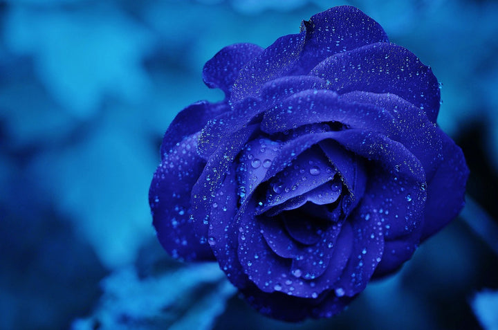 Rainy Blue Rose Plant Seeds for Planting - Non-GMO Heirloom Garden Seeds for Growing