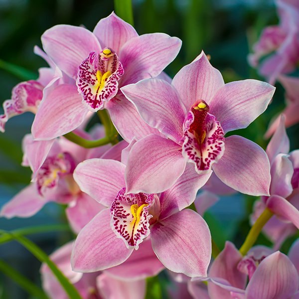 Pink Cymbidium Orchid Seeds - Heirloom Non-GMO Planting Seeds