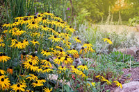 Heirloom Flower Seeds for Planting - 100 pcs