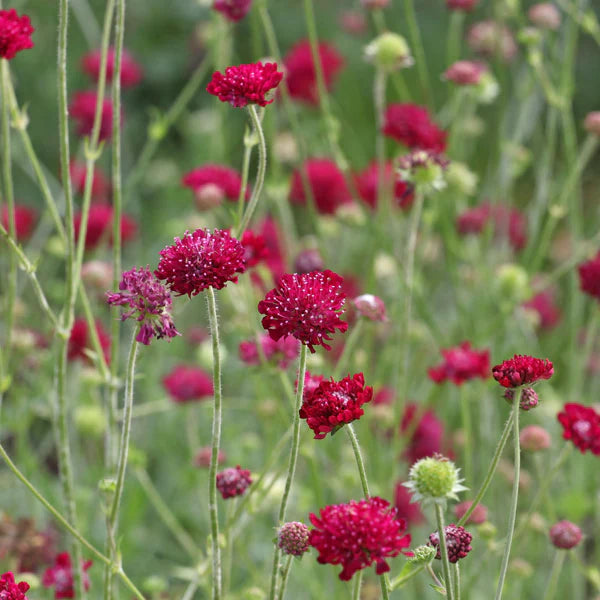 Macedonica Red Flower Seeds for Planting – Organic, Heirloom, Non-GMO Seeds