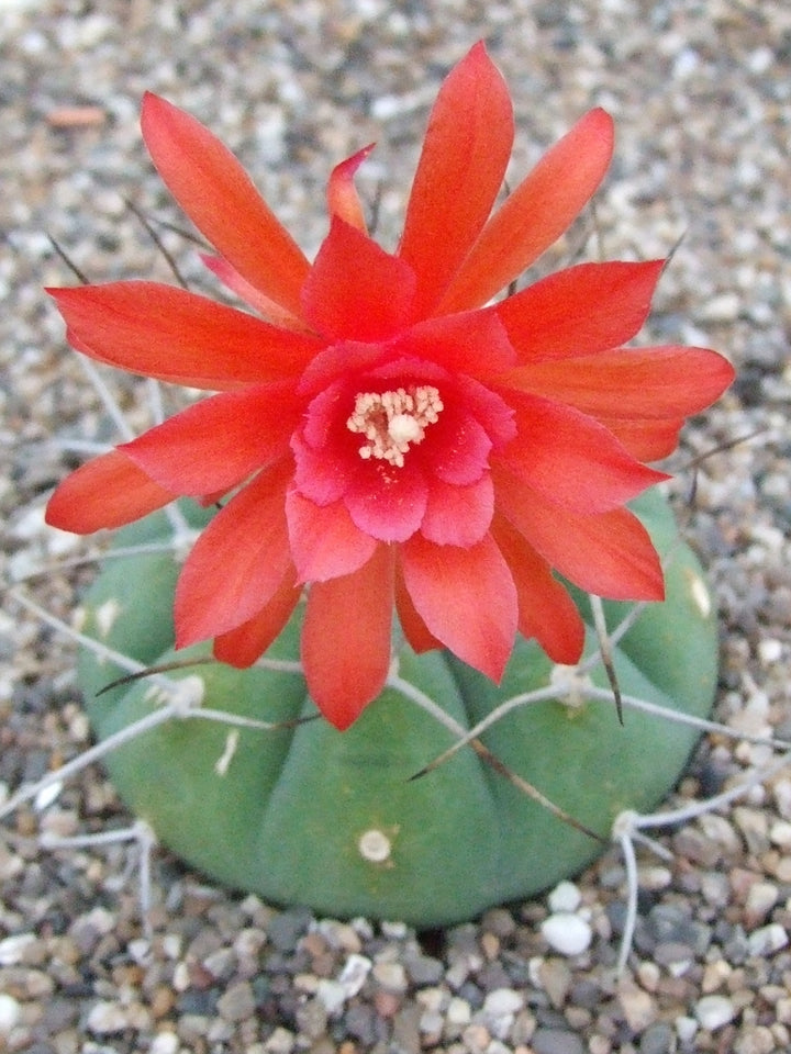 Red Matucana Plant Seeds for Planting - NON GMO Seeds