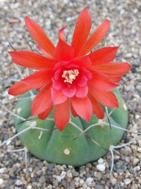 Red Matucana Plant Seeds for Planting - NON GMO Seeds
