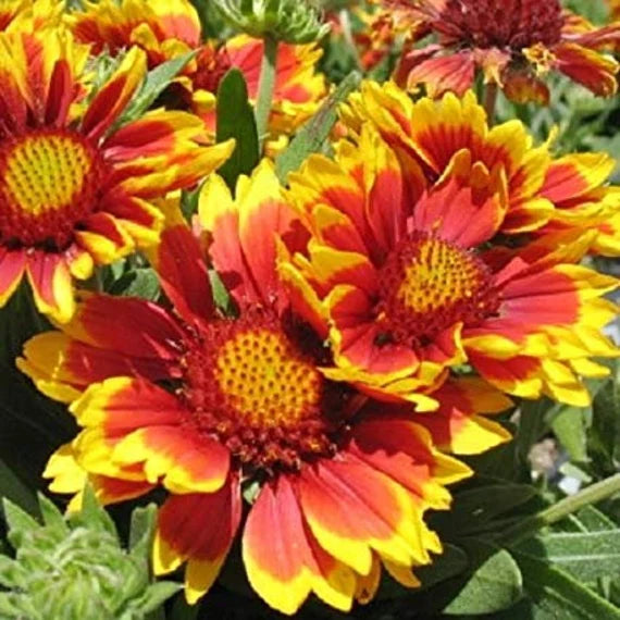 Aristata Yellow Orange Seeds for Planting – Organic, Heirloom, Non-GMO Flower Seeds