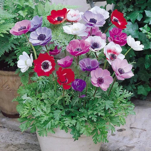 Heirloom Anemone Flower Seeds, Non-GMO Vibrant Spring Blooms for Decorative Garden Planting
