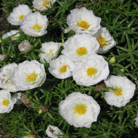 White & Pink Romantic Rose Heirloom Non-GMO Seeds for Planting