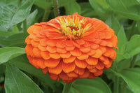 Orange Yellow Zinnia Flower Seeds for Planting – Vibrant, Non-GMO, Heirloom Seeds