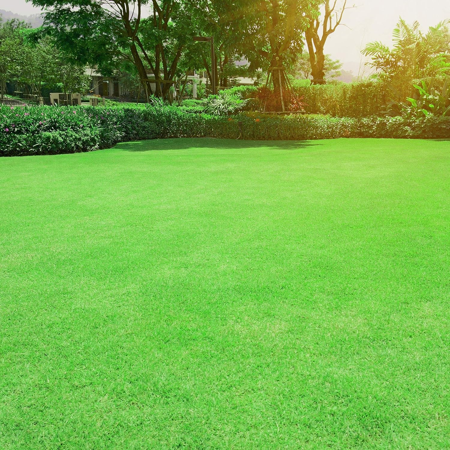 Lawn Grass Seeds ? Rainbow Blend for Colorful, Lush Lawns