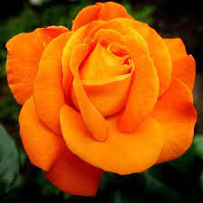 Light Orange Rose Plant Seeds Non-GMO Heirloom Garden Seeds for Planting Ideal for Home Gardens