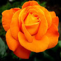 Light Orange Rose Plant Seeds Non-GMO Heirloom Garden Seeds for Planting Ideal for Home Gardens