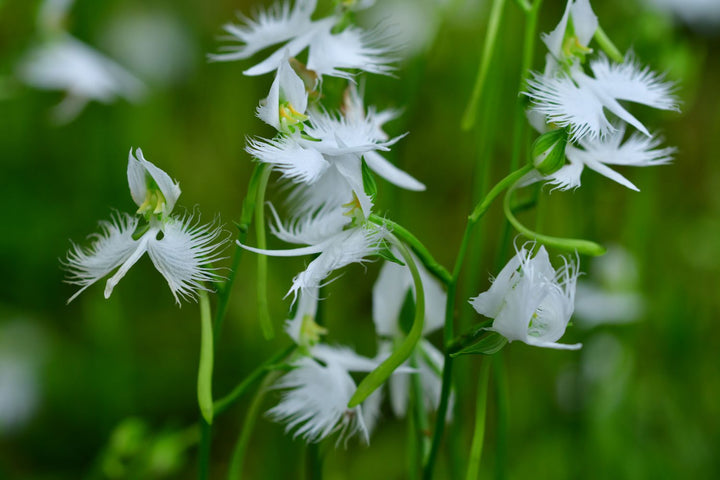 White Egret Orchid Seeds for Planting | Organic, Heirloom, Non-GMO Flower Seeds
