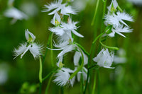 White Egret Orchid Seeds for Planting | Organic, Heirloom, Non-GMO Flower Seeds