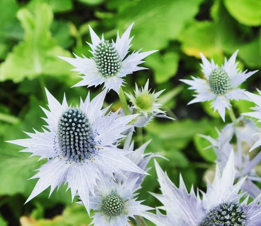 Heirloom Non-GMO Silver Holly Flower Seeds for Winter Gardens and Decorative Landscaping