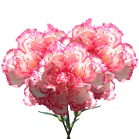 Heirloom Non-GMO Pink White Carnation Flower Seeds with Charming Color