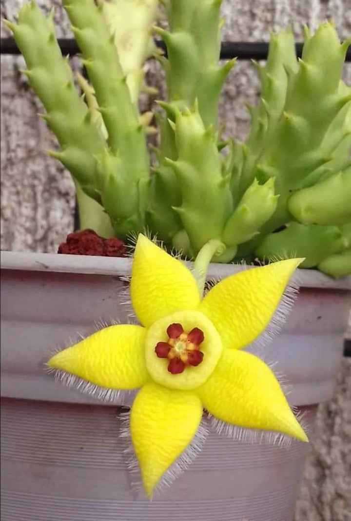 Heirloom Stapelia Flower Seeds, Non-GMO Star-Shaped Succulent Blooms for Unique Garden Planting