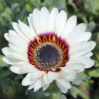 White Sunflower Flower Seeds for Planting – Rare Blooming Variety for Garden Charm
