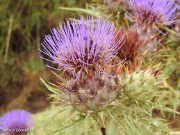 Violet Cardunculus Flower Seeds for Planting NON GMO Seeds