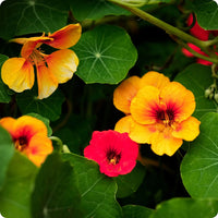 Heirloom Yellow Red Nasturtium Flower Seeds for Planting – Non-GMO, Vibrant Edible Blooms