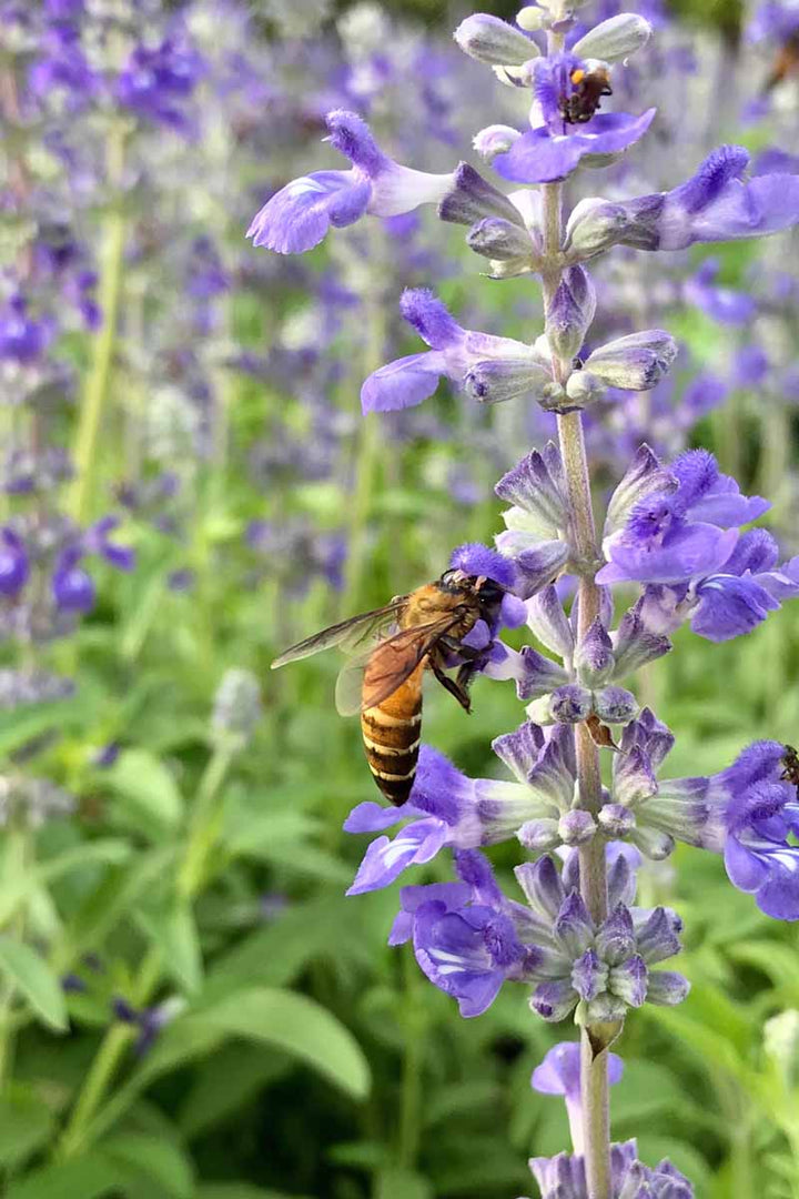 Sage Flower Seeds – Heirloom Non-GMO Herb Seeds for Fragrant and Medicinal Garden Use