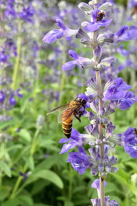 Sage Flower Seeds – Heirloom Non-GMO Herb Seeds for Fragrant and Medicinal Garden Use