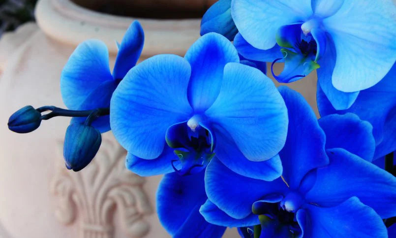 Heirloom Non-GMO Orchidee Flower Seeds for Planting – Exotic Elegant Orchid Garden Blooms