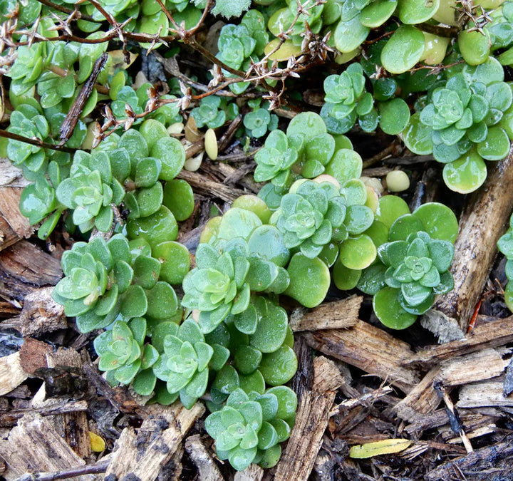 Green Cliff Stonecrop Seeds – Heirloom, Non-GMO Succulent Plant Seeds for Easy Garden Planting