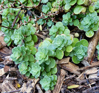 Green Cliff Stonecrop Seeds – Heirloom, Non-GMO Succulent Plant Seeds for Easy Garden Planting
