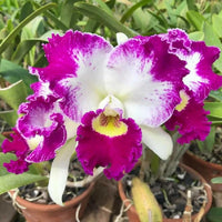 Cattleya Flower Seeds for Planting NON GMO Seeds