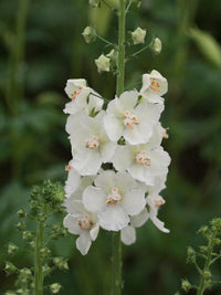 White Verbascum Flower Seeds for Planting - NON GMO Seeds