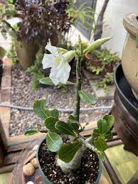 Organic Heirloom White Adenium Seeds – Non-GMO Desert Rose Succulent Seeds for Planting
