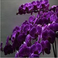Purple Butterfly Orchid flower seeds – heirloom, non-GMO seeds for planting