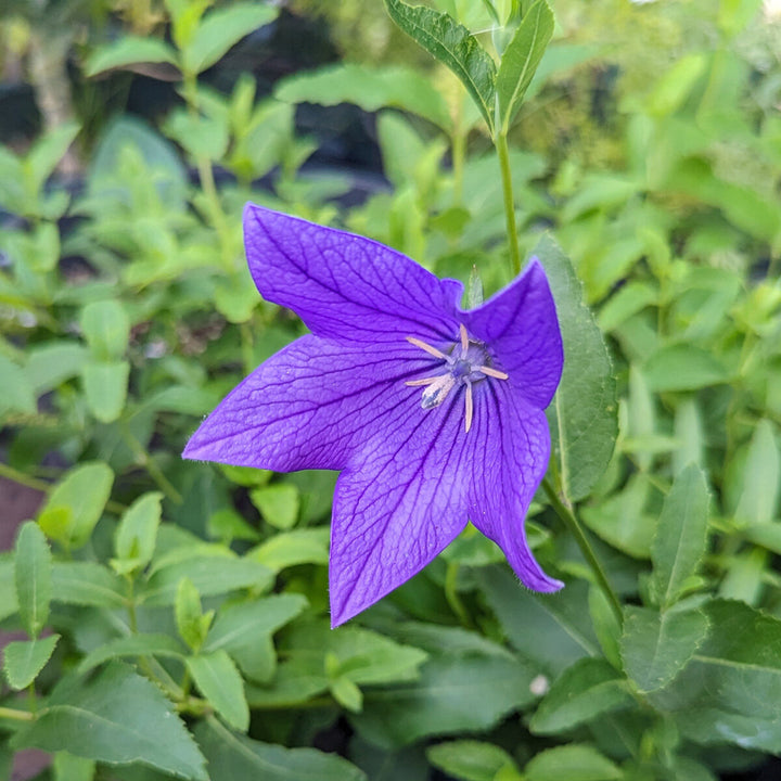 Patycodon Seeds for Planting – Organic, Heirloom, Non-GMO Flower Seeds