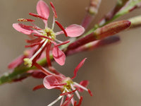 Oenothera Suffrutescens Flower Seeds for Planting - NON GMO Seeds