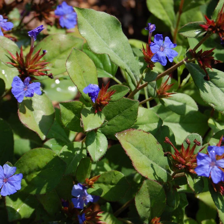 Ceratostigma Plumbaginoides Flower Seeds – Non-GMO, Heirloom Seeds for Garden Planting