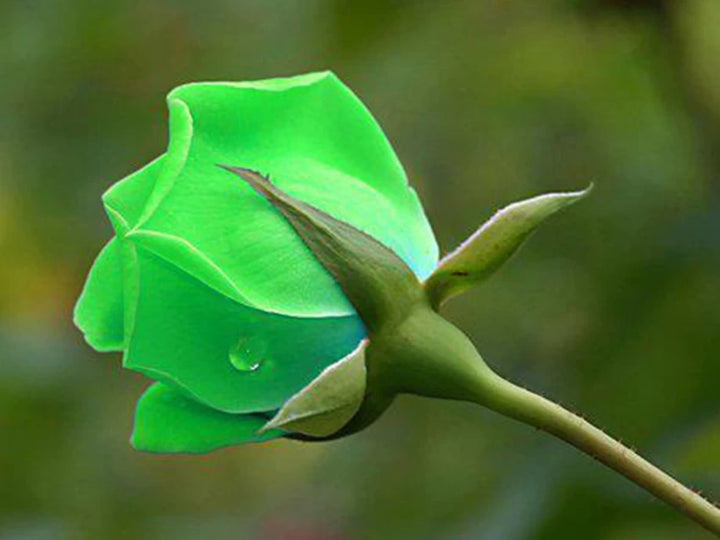 Green Dragon Rose Plant Seeds for Planting Non-GMO Heirloom Garden Seeds for Home Growing