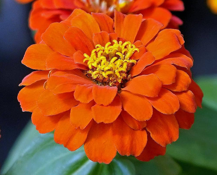 Orange Anthemoides Flower Seeds for Planting - NON GMO Seeds