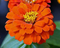 Orange Anthemoides Flower Seeds for Planting - NON GMO Seeds