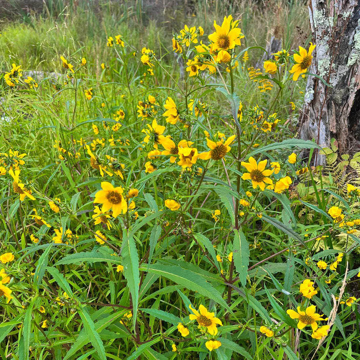 Yellow Bur Marigold Flower Seeds – Heirloom Non-GMO Seeds for Garden Planting