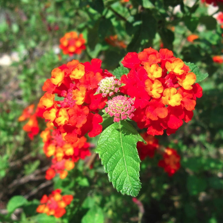 Heirloom Non-GMO Green Lantana Plant Seeds for Butterfly-Friendly Garden Planting