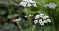 Scotch Lovage (Ligusticum scoticum) Plant Seeds for Plantin-Heirloom & Non-GMO Seeds for planting for planting in home garden