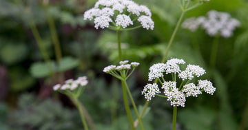 Scotch Lovage (Ligusticum scoticum) Plant Seeds for Plantin-Heirloom & Non-GMO Seeds for planting for planting in home garden