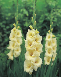 Non-GMO Perennial Gladiolus Green Flower Seeds for Garden Planting – Long-Lasting Blooms