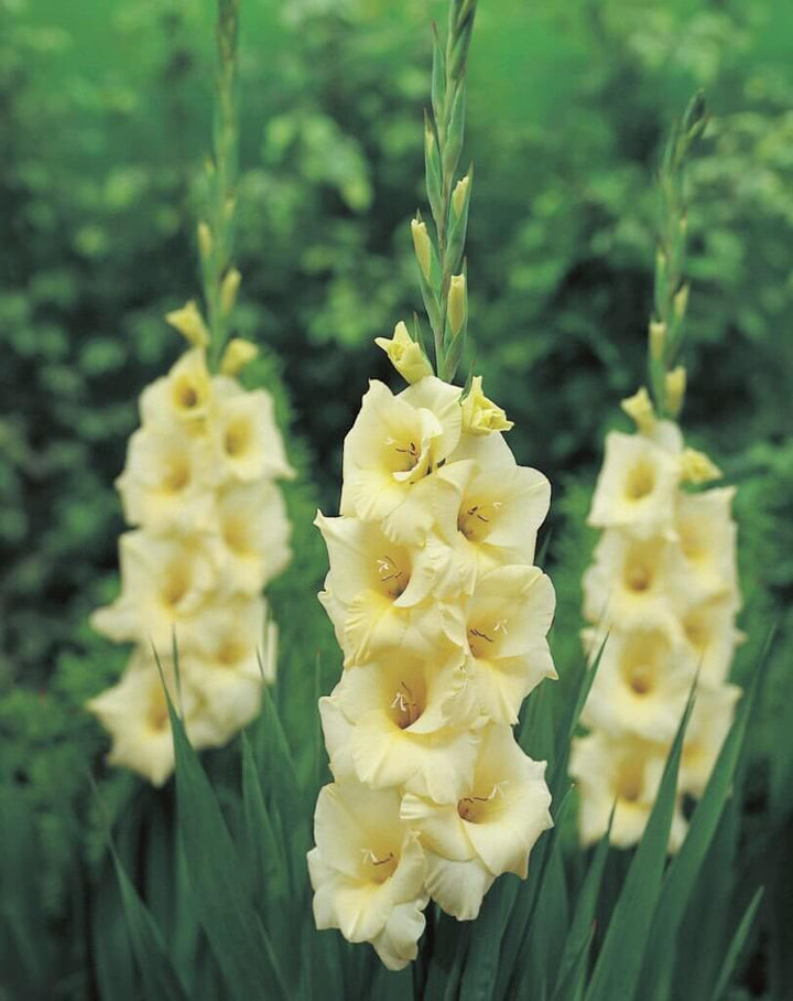 Non-GMO Perennial Gladiolus Green Flower Seeds for Garden Planting ƒ?? Long-Lasting Blooms