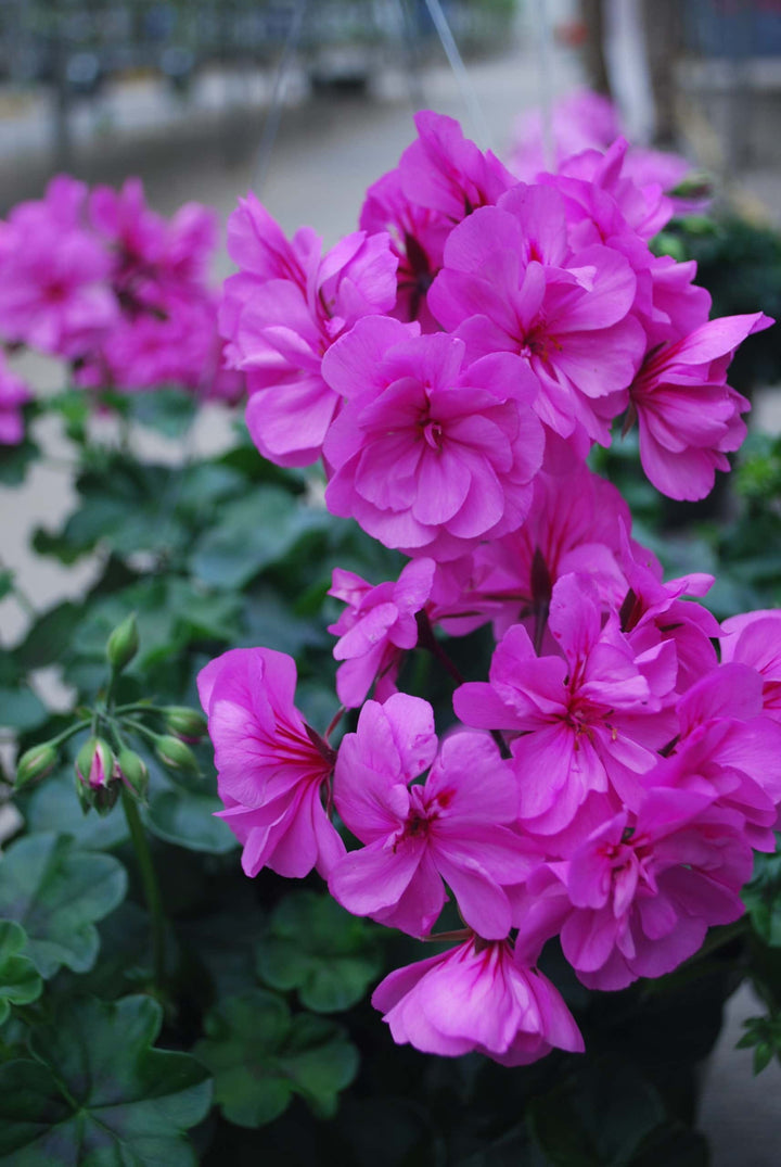 Purple Geranium Ivy Trailing Double Flower Seeds - Heirloom & Non-GMO Seeds for Planting