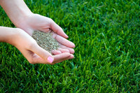 Lawn Grass Seeds ? Heirloom Multi-Color Turf for Garden Beauty