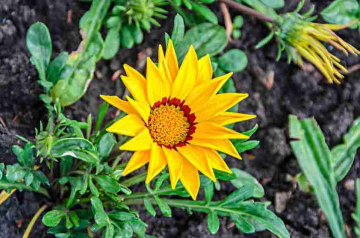 Yellow Diversifolia Flower Seeds for Planting - 100 pcs