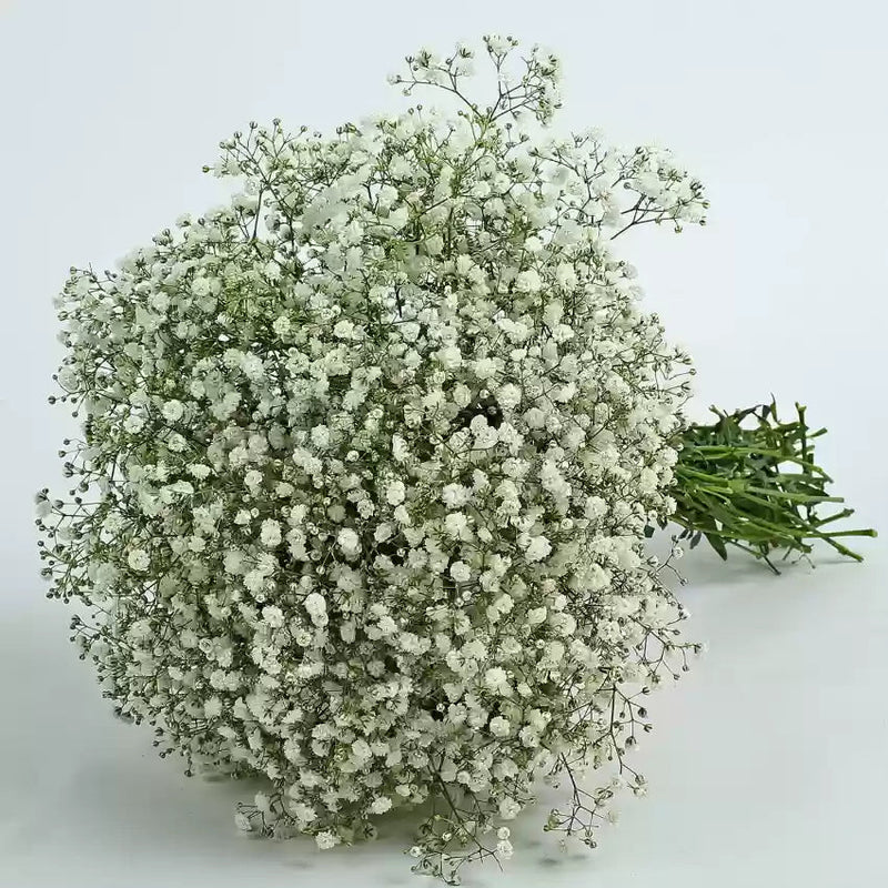 Peach Gypsophila Flower Seeds for Planting â€“ NON GMO Seeds for planting in home garden