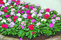 Mixed Madagascar Flower Seeds for Planting - 100 pcs