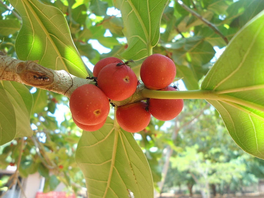 Banyan Tree Seeds for Planting – Heirloom, Non-GMO Sacred Fig Tree for Bonsai or Garden